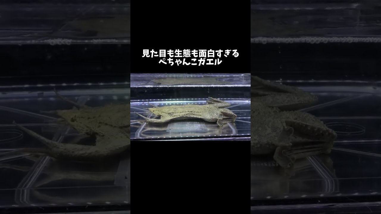 見た目も生態も面白すぎるぺちゃんこガエル『ピパピパ』 #shorts