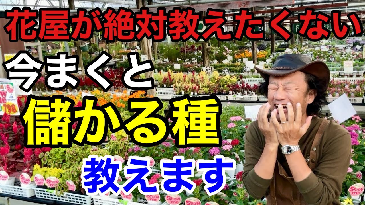 【裏情報】この花の種をまくと来年必ず得します　　　　【カーメン君】【園芸】【ガーデニング】【初心者】