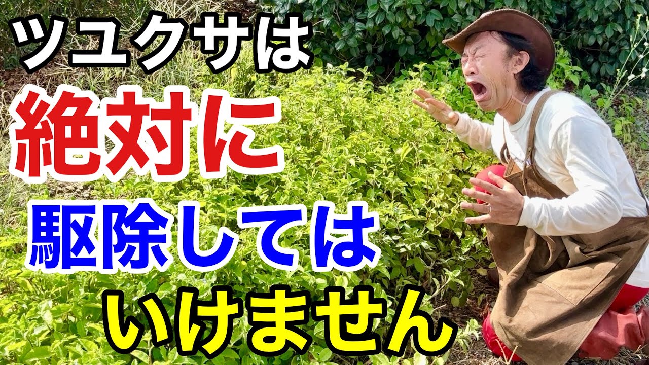 【どんどん出る草】あなたは完全にツユクサのとり方を間違えてます　　　　【カーメン君】【園芸】【ガーデニング】【雑草退治】