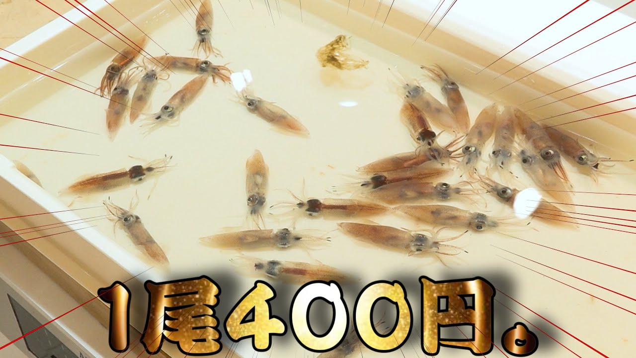 【なんで？】市場に幻のイカが売っていた。
