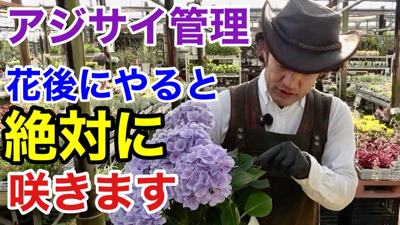 【必ずやるべき3つの作業】 紫陽花の花後の管理にはお気をつけ下さい！                      【カーメン君】【剪定】【植え方】【初心者】
