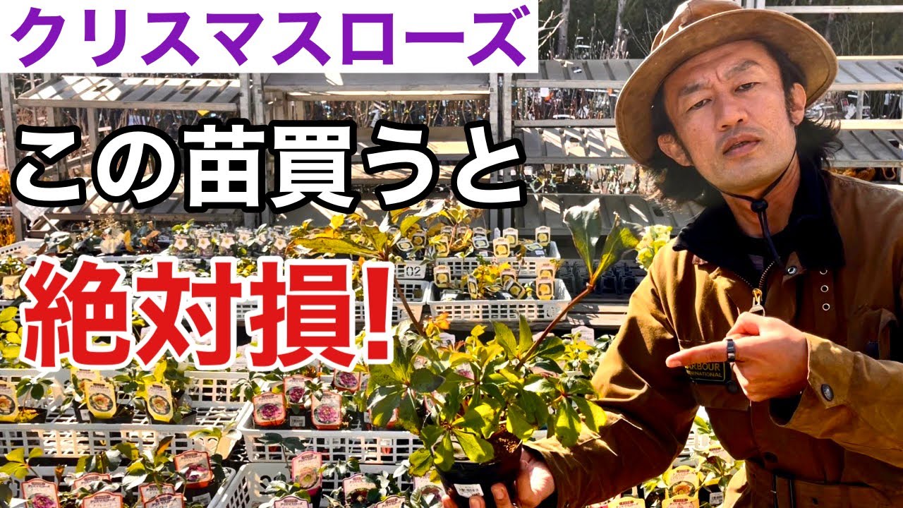 【初心者は知らない】クリスマスローズの本当の選び方　　【カーメン君】【園芸】【ガーデニング】