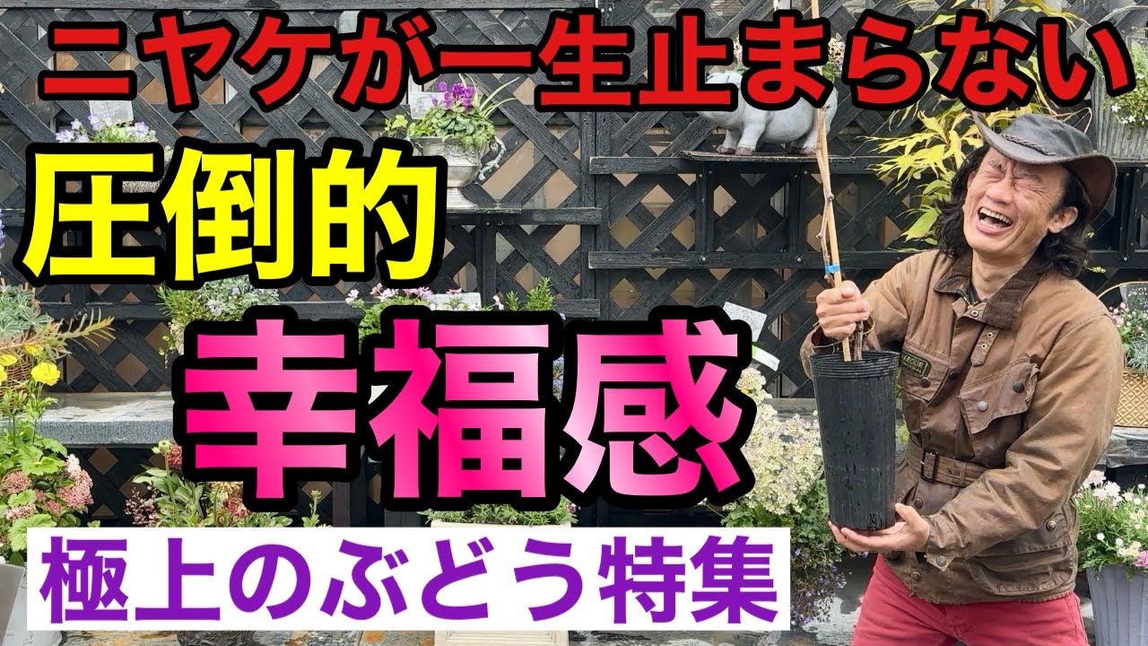 【家庭で育てる極上】ワクワクが止まらなくなることをお約束します              【園芸】【ぶどう】【フルーツリー】