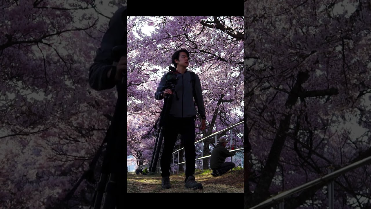 アルプスとタカトウコヒガンザクラ #shorts