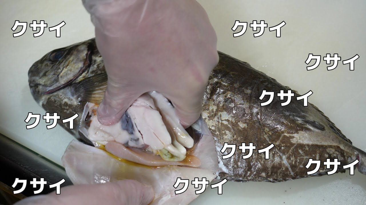 猛毒の針を持つ魚【アイゴ】の激クサ内臓が美味いらしいのでたべてみたら。。。