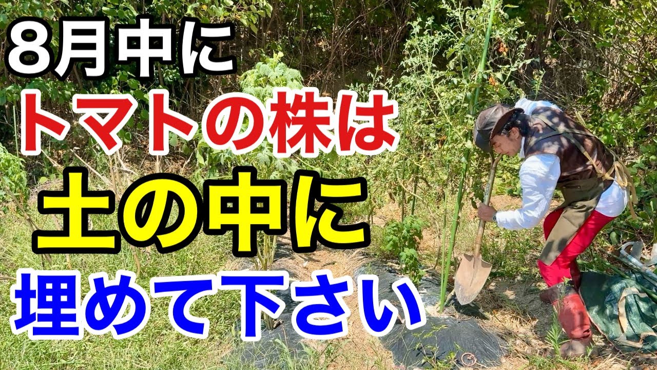 【今すぐ埋めろ】  トマトの株を土に埋めるととんでもない効果がでます　               【カーメン君】【園芸】【ガーデニング】【初心者】