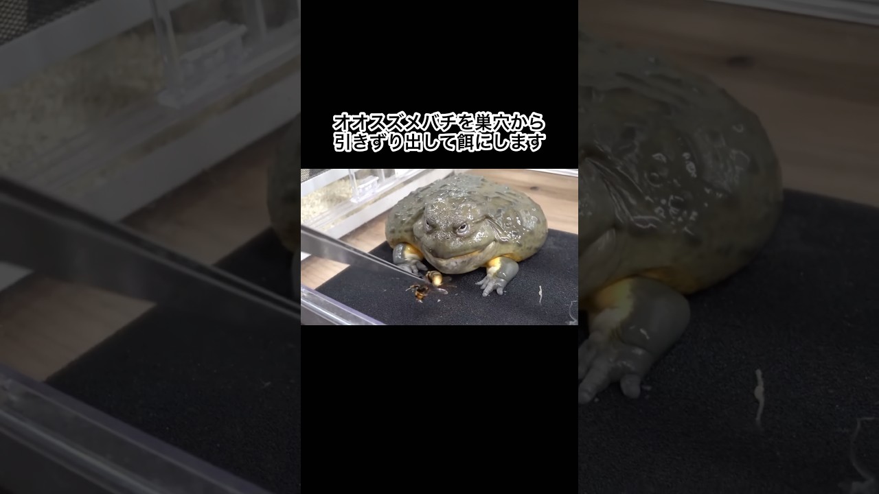 オオスズメバチをペットの餌にします　#shorts