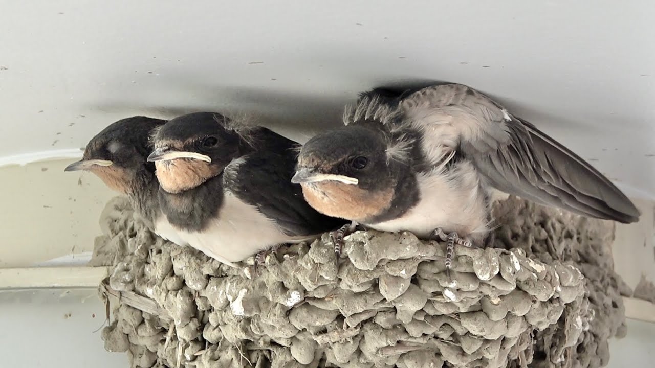 ツバメの雛が巣立っていきました