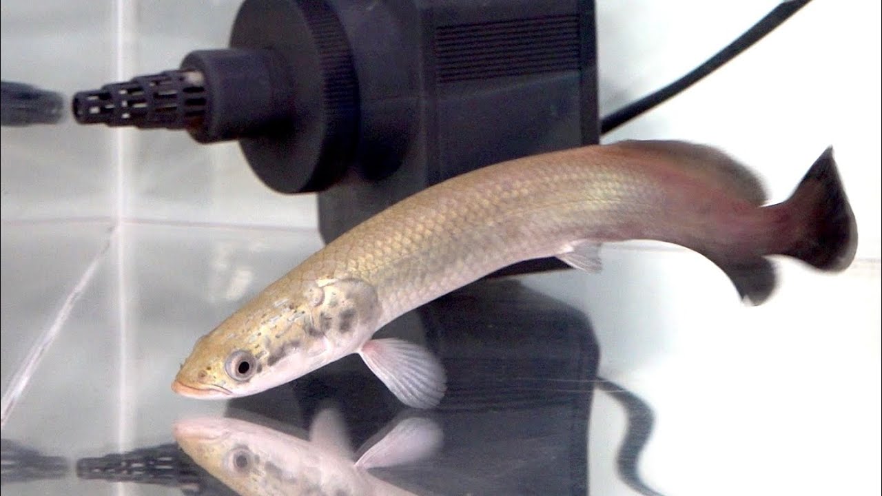 またピラルクの飼育を始めます