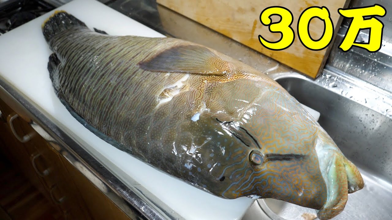 巨大すぎる『ナポレオンフィッシュ』をさばいて食べてみたら驚きの連発でした。さばくの難しすぎ。