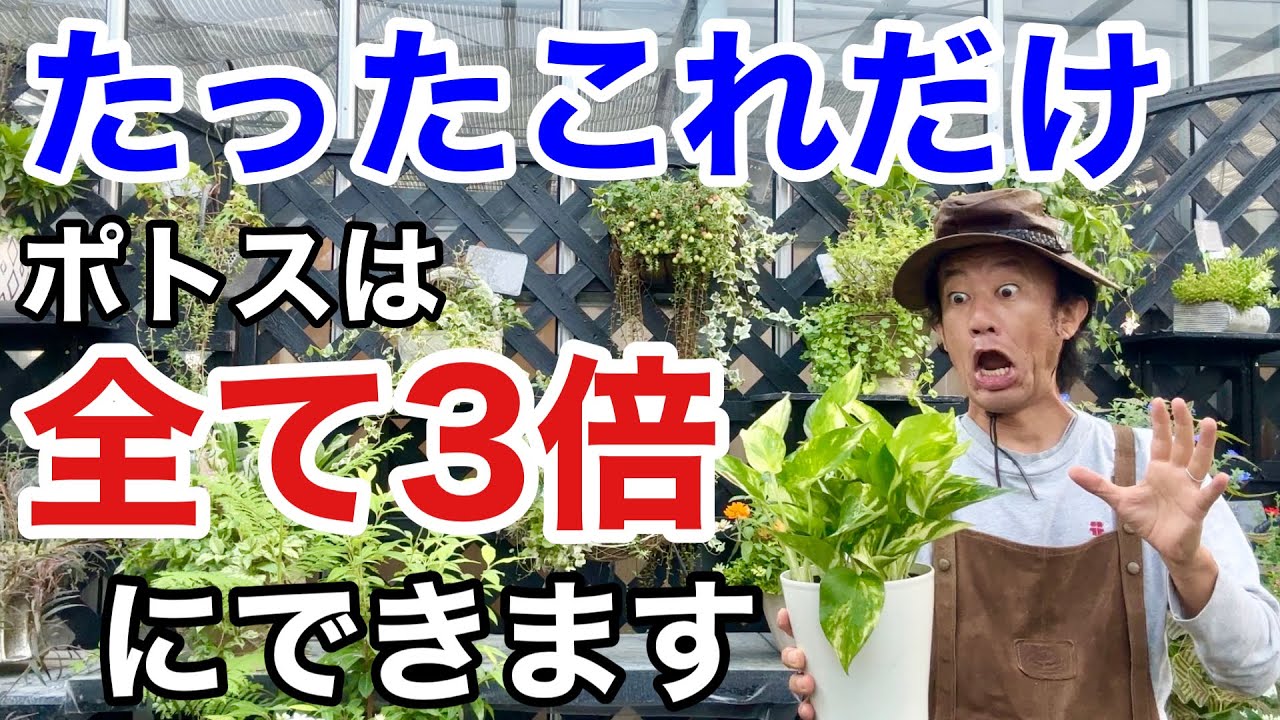 【あなたは損してます】ポトスを３倍に大きく増やす方法教えます　【カーメン君】【園芸】【ガーデニング】【初心者】