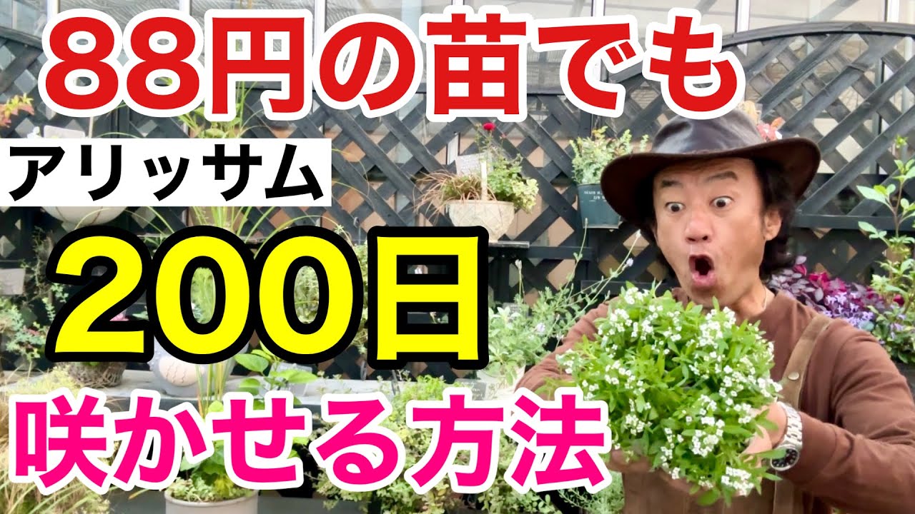 【これだけは注意】アリッサムを半年以上咲かせるためのコツ教えます　【カーメン君】【園芸】【ガーデニング】【初心者】