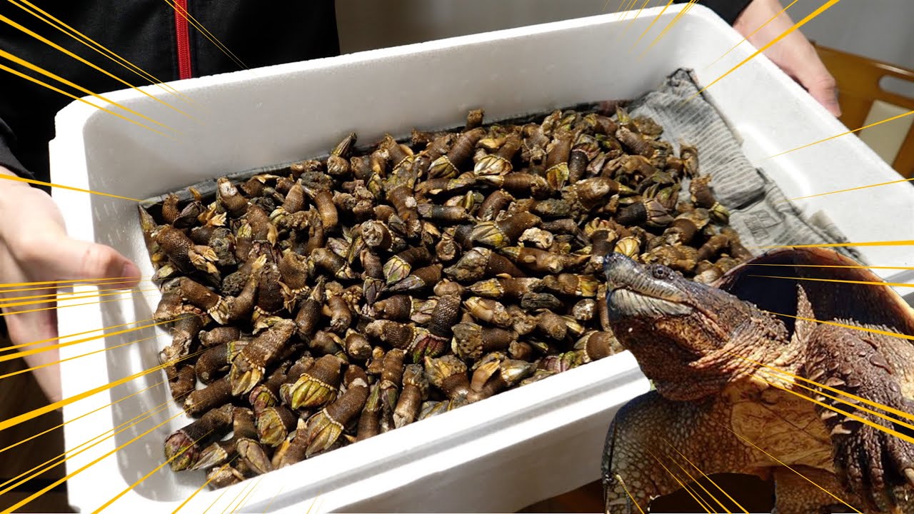 ゲテモノ。謎の食材【カメノテ】大量を使って絶品料理を作る！