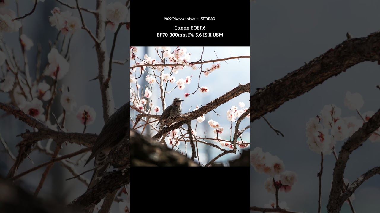 春景色 - Japan Nature Photography #shorts