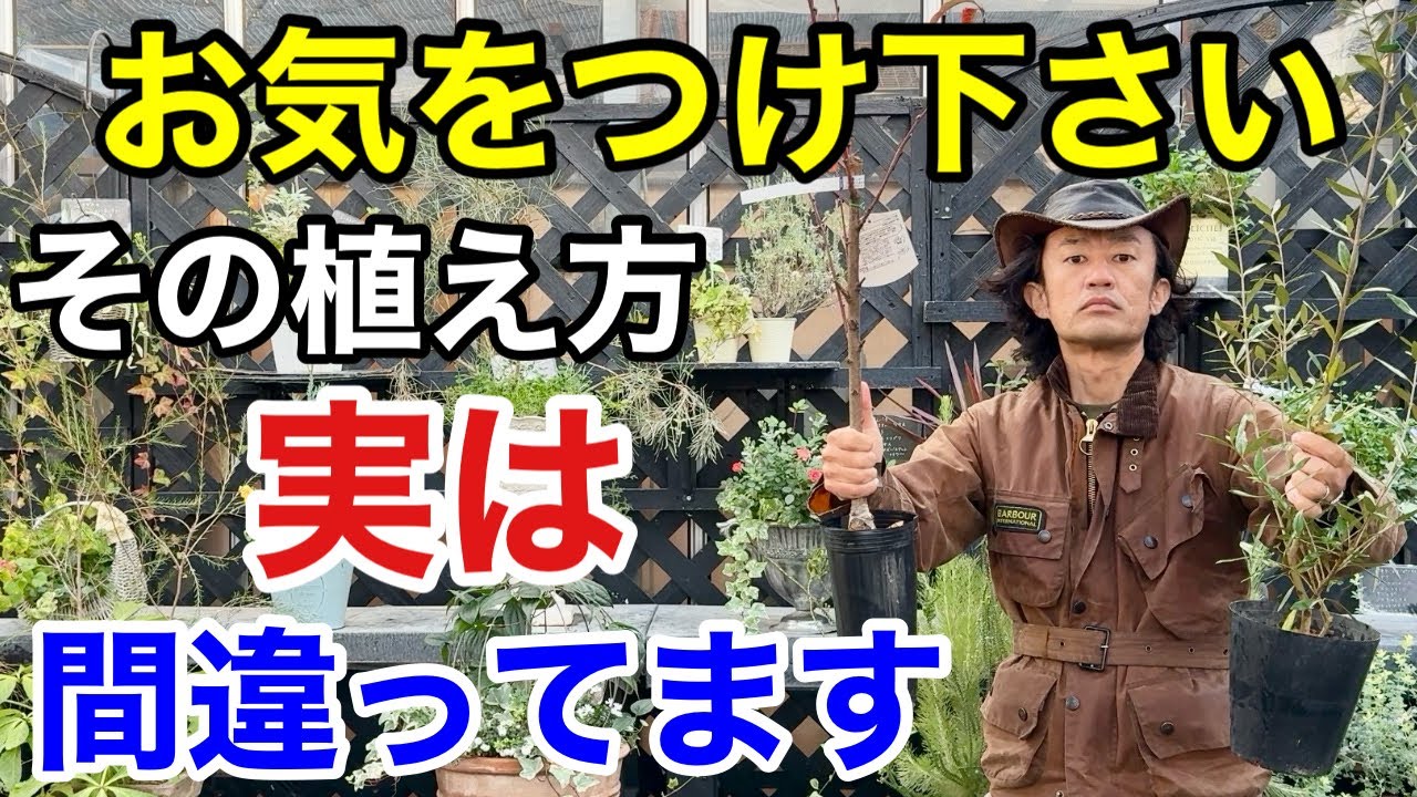 【知らなかった】樹木類の本当の植え付け方教えます　　　【カーメン君】【園芸】【ガーデニング】【初心者】
