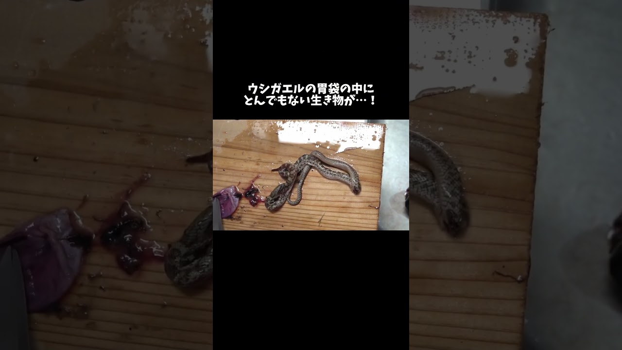 お腹パンパンのウシガエルを捌くと中からとんでもない生き物が…！　#shorts