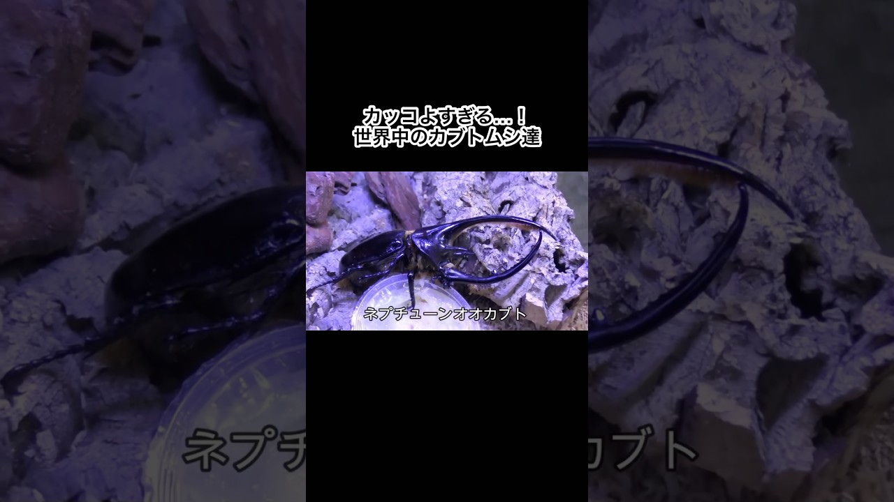 カッコよすぎる…！世界中のカブトムシ達 #shorts