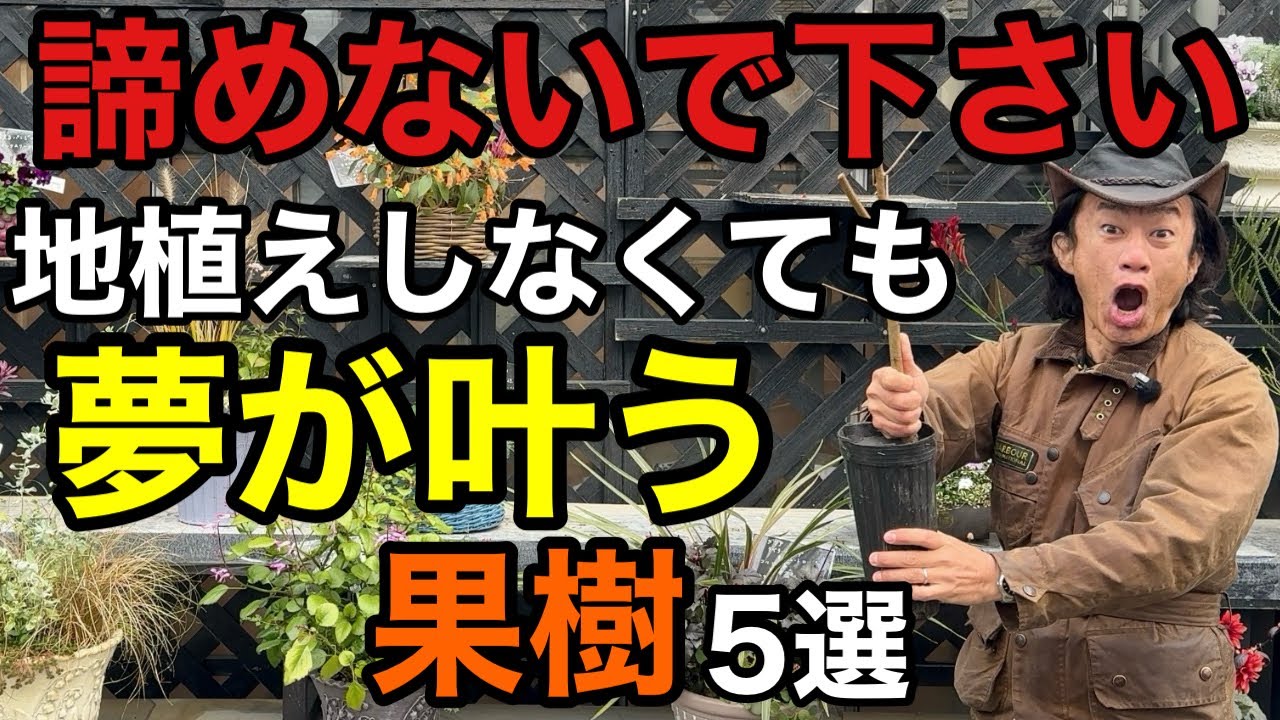 【ワクワクが止まらない】予想外に鉢で出来てしまう極上果樹5選　　　　　　　【園芸】【ガーデニング】【初心者】