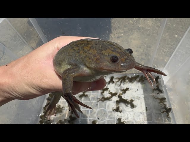 川で捕れた巨大な外来カエルを引き取りました