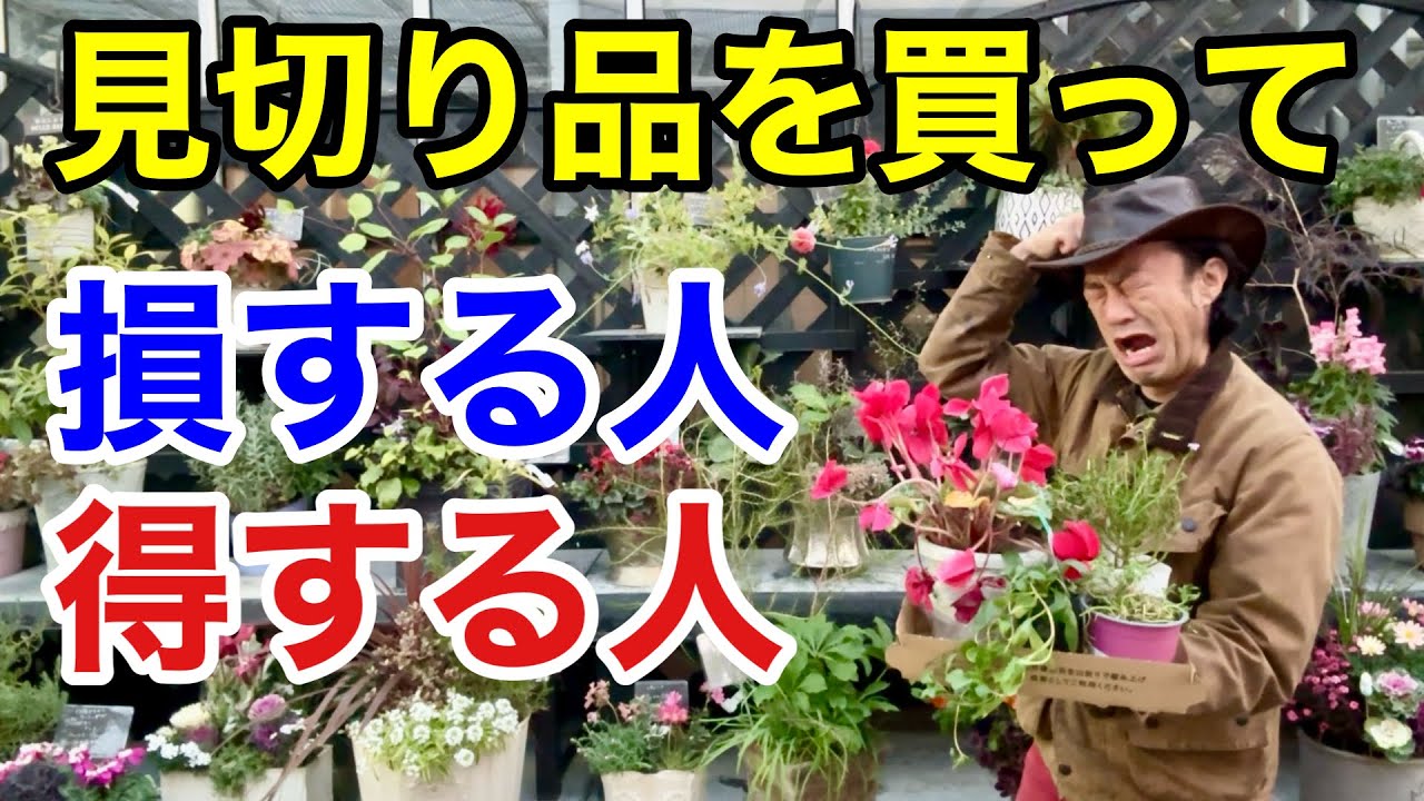 【目からウロコ】植物の見切り品の正しい買い方教えます　　　　　　　【カーメン君】【園芸】【ガーデニング】【初心者】