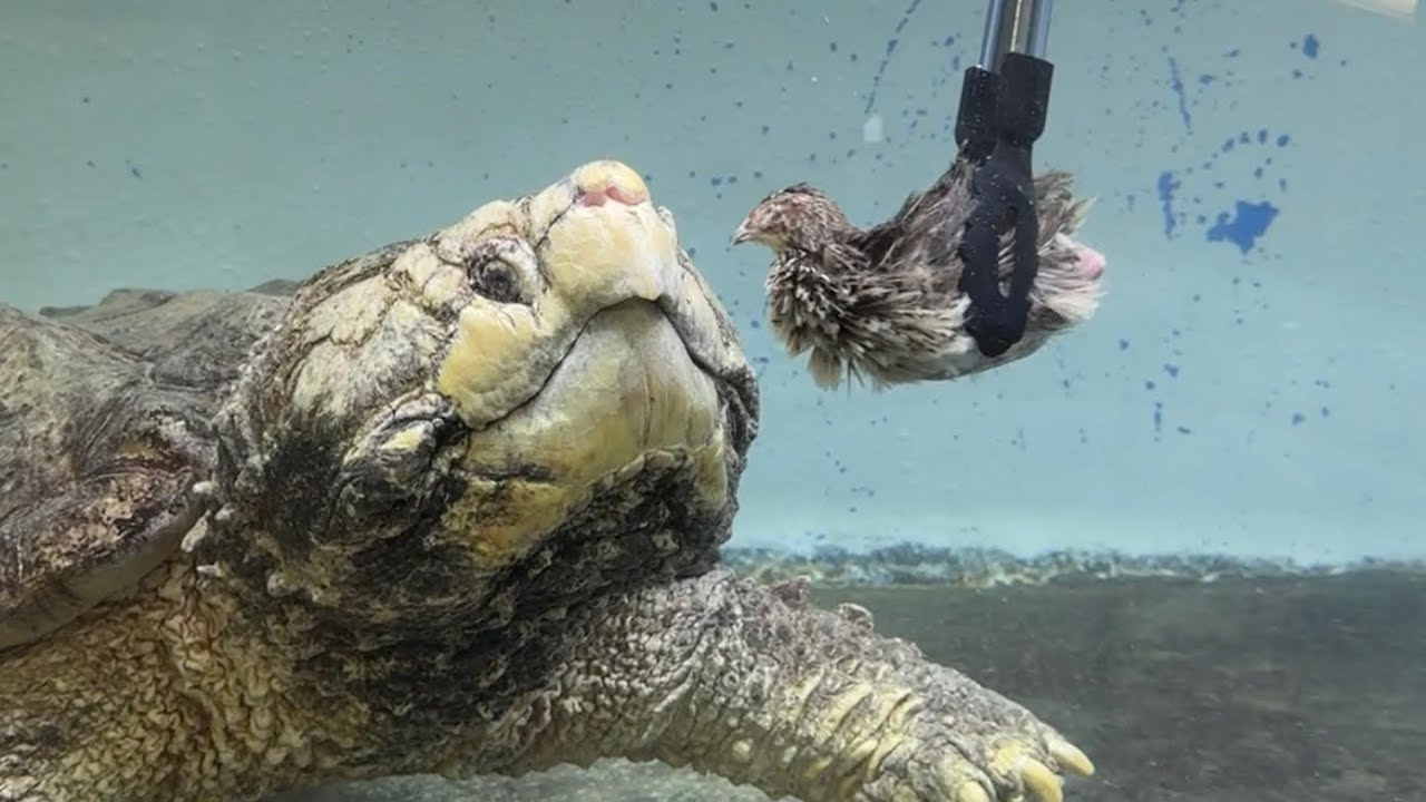 巨大ワニガメにウズラ丸ごと１匹を与えてみる