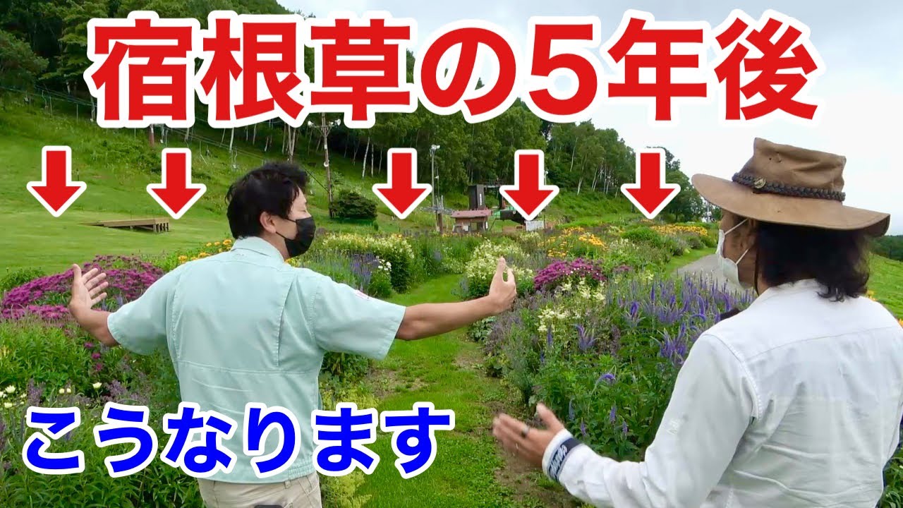 【宿根草が育たない方】実は宿根草は選び方ですべてが決まります　　　　【カーメン君】【園芸】【ガーデニング】【初心者】