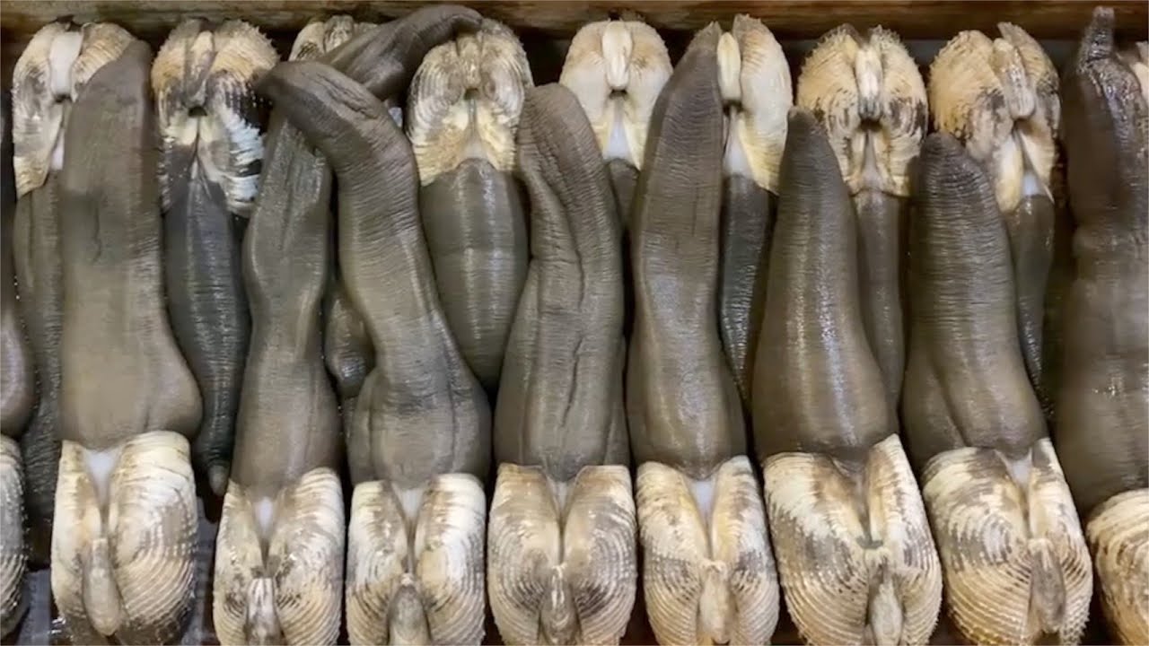 とんっっっでもねぇ貝が手に入りましたｗｗｗ