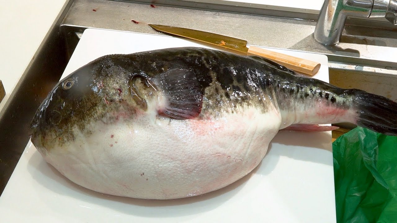 『トラフグガチャ』一か八かで3万5千円の巨大トラフグを買ったら衝撃の結果が！？