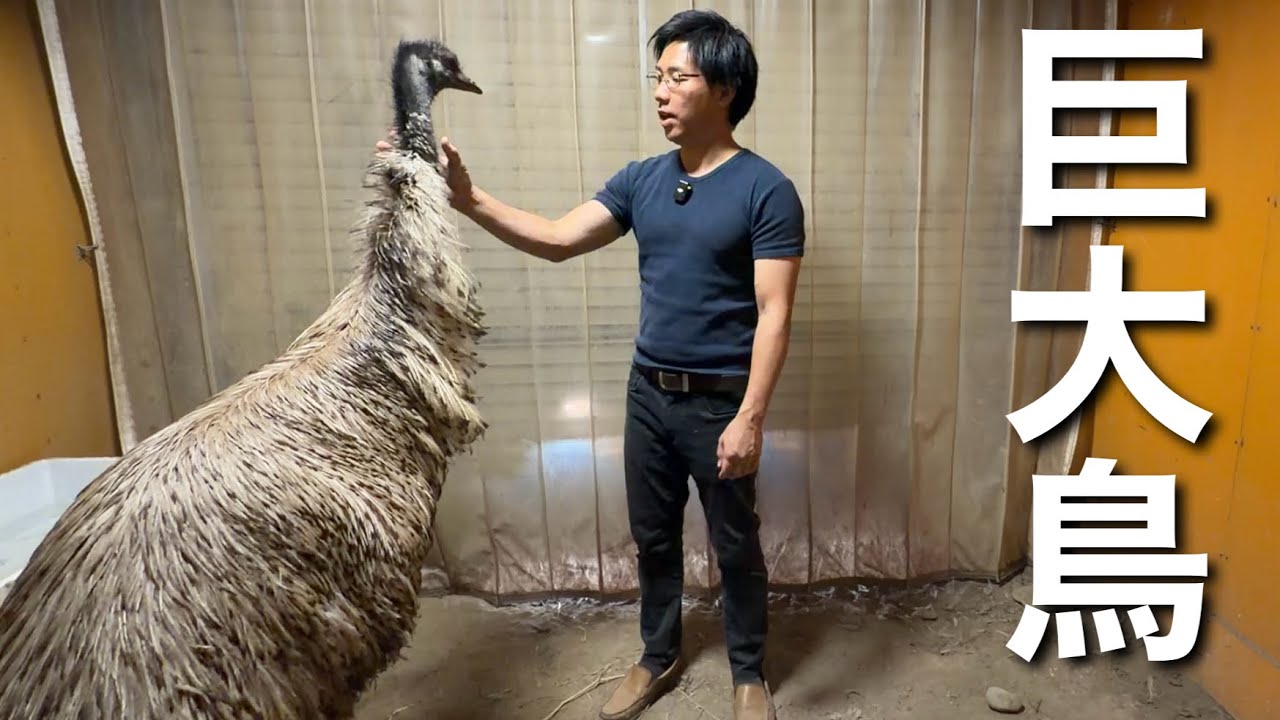 ２ｍの巨大鳥、エミューのお世話ルーティンをご紹介します