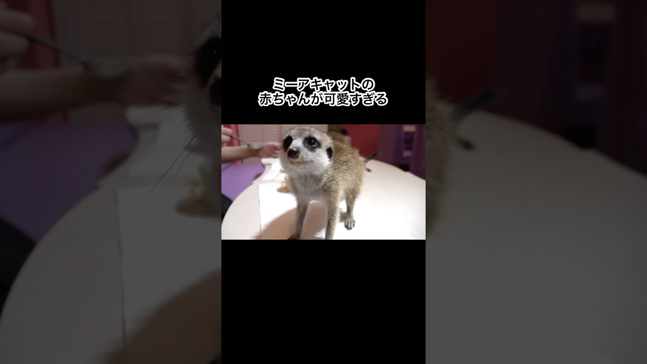 ミーアキャットの赤ちゃんが可愛すぎる　#shorts