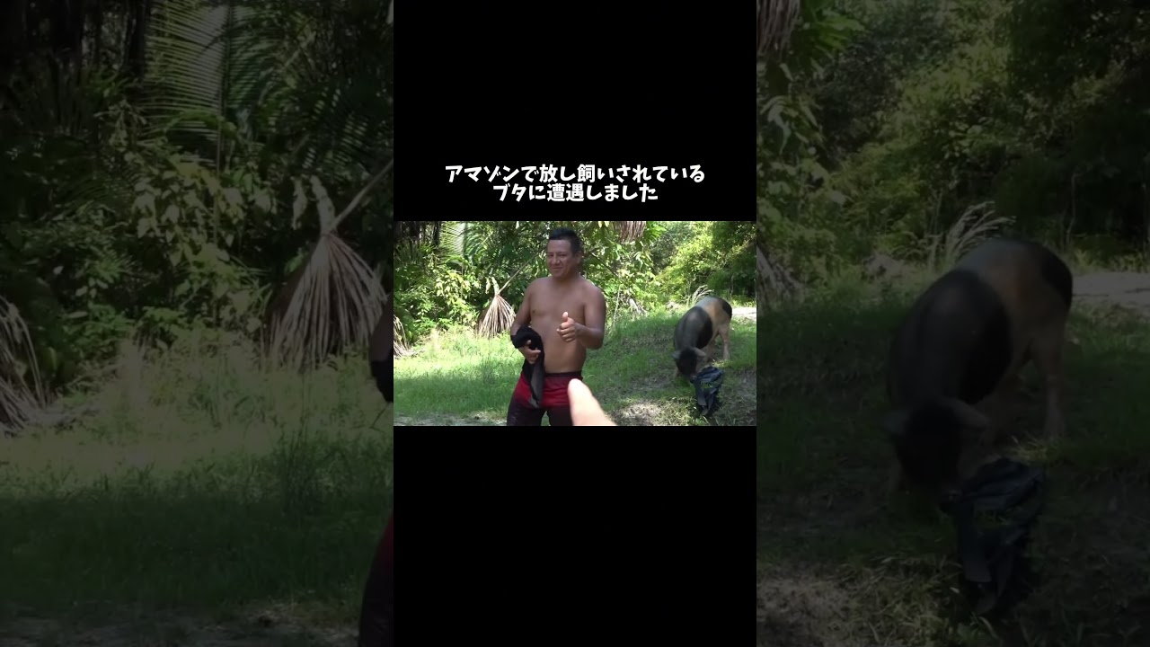 アマゾンの村でブタに遭遇しました　#shorts
