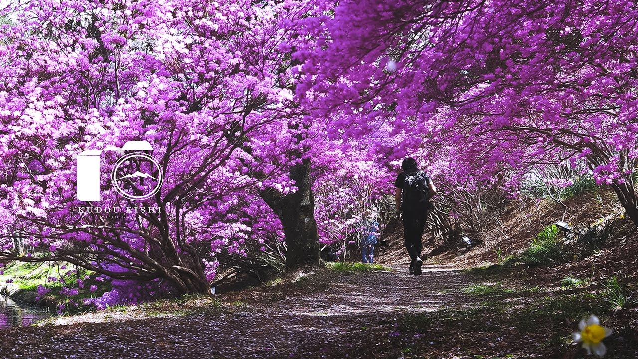 【風景写真】春に咲く桜とツツジとスイセンの美しい景色｜EOSR6