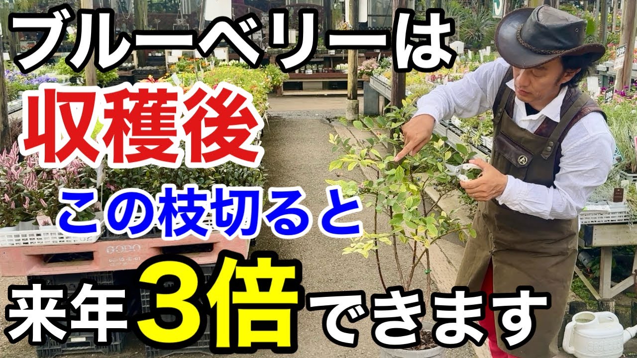 ブルーベリーの収穫後必ずやるべき夏の管理作業教えます　　【カーメン君】【夏剪定】【ガーデニング】【初心者】