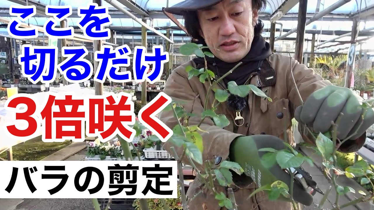 【切らないと咲かない】誰でも咲かせれるバラの剪定教えます　　　　【カーメン君】【園芸】【ガーデニング】【初心者】