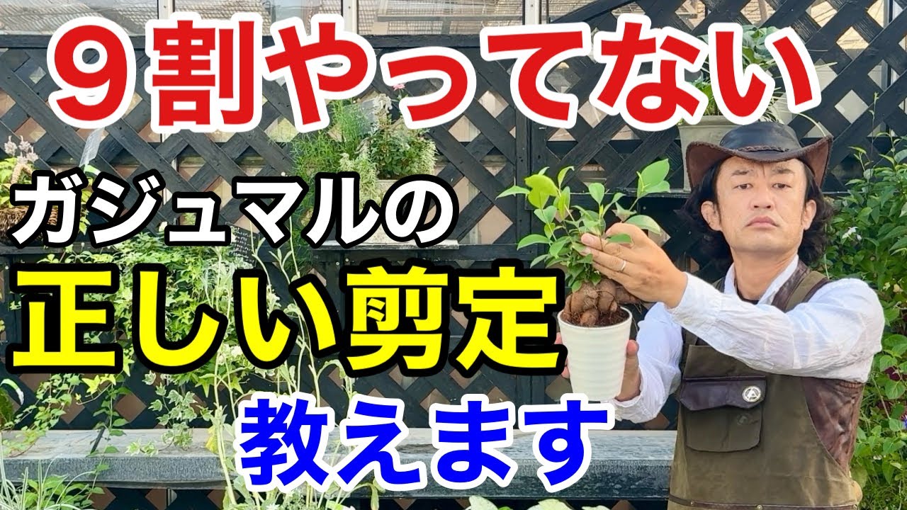 【100年枯らさない】ガジュマルを鉢で長く楽しむ育て方教えます　　　【カーメン君】【剪定】【ガーデニング】【初心者】