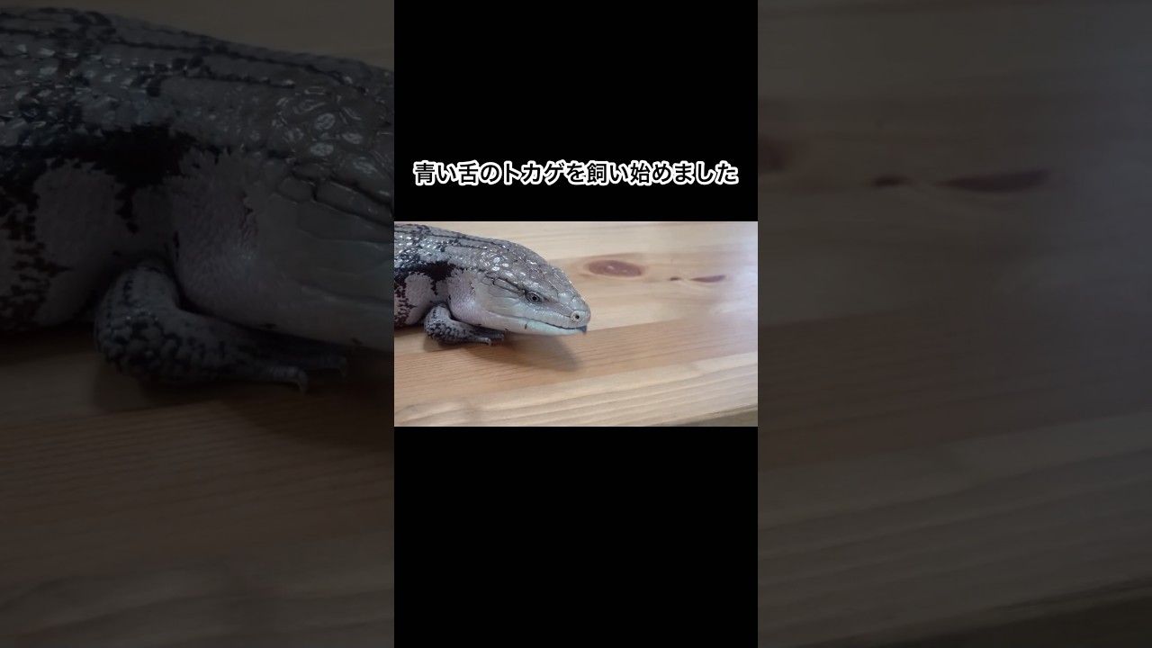 青い舌のトカゲを飼い始めました #shorts