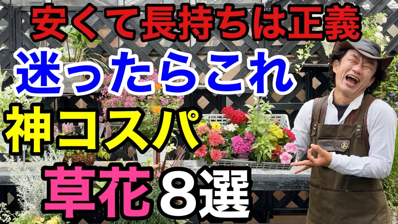 【半年保証】春から秋まで低予算で楽しめる草花教えます　　　　　　　　　【カーメン君】【園芸】【ガーデニング】【初心者】