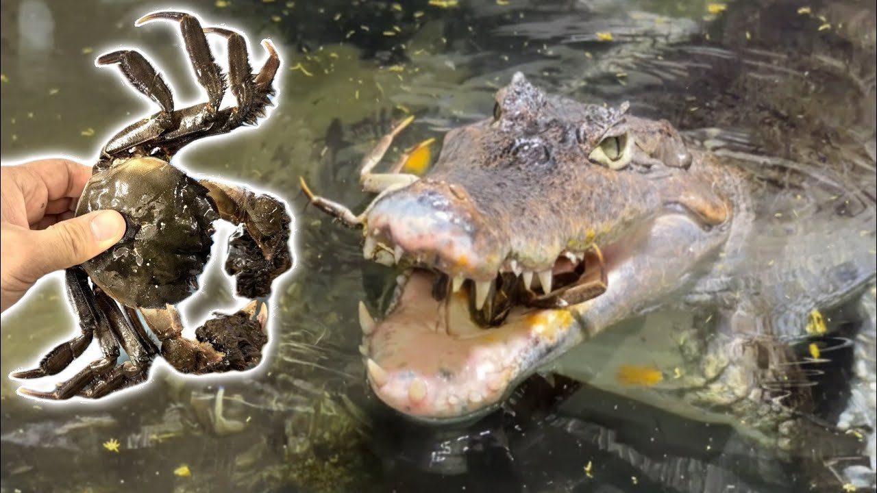 腹ペコのワニが巨大なカニをバキバキと粉砕しながら食べまくる・・・！