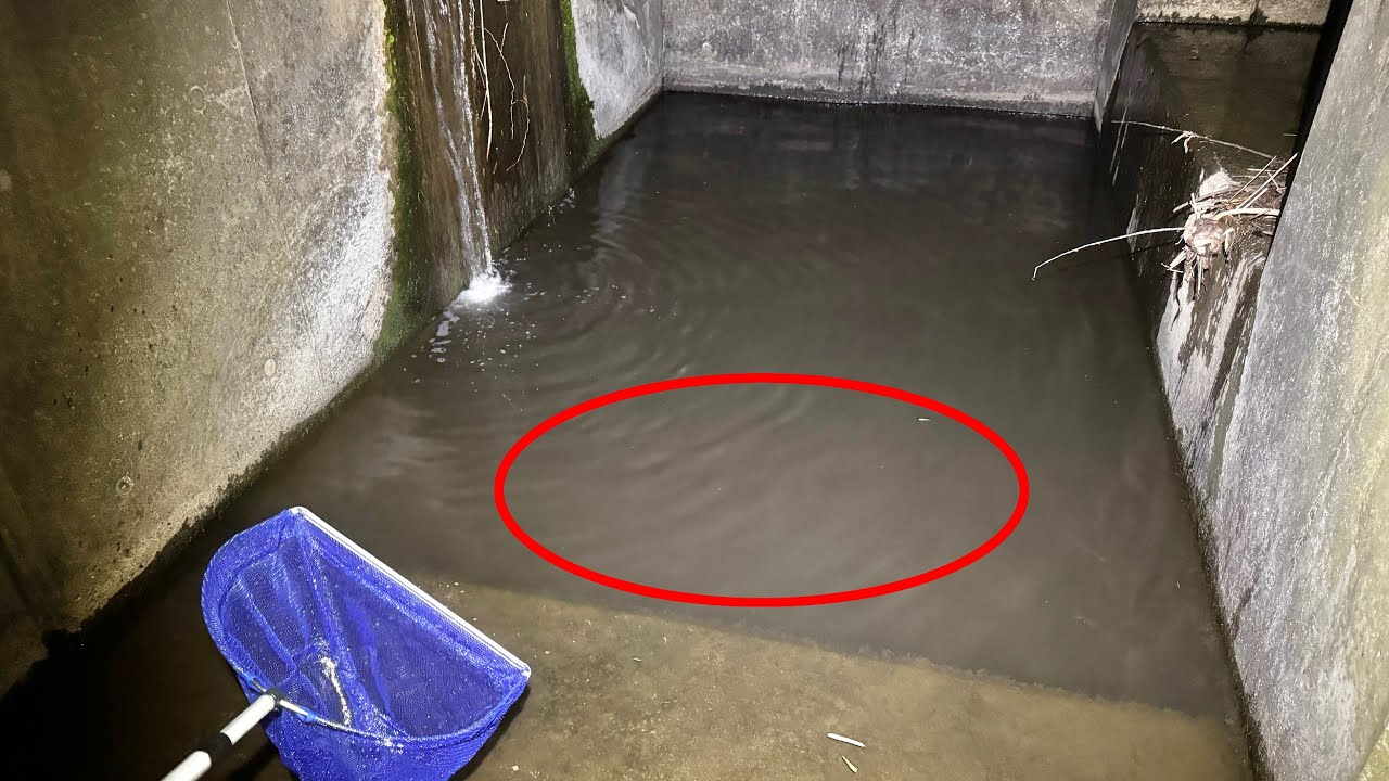 暗渠の終点にある集水枡に大量の外来生物が潜んでいました