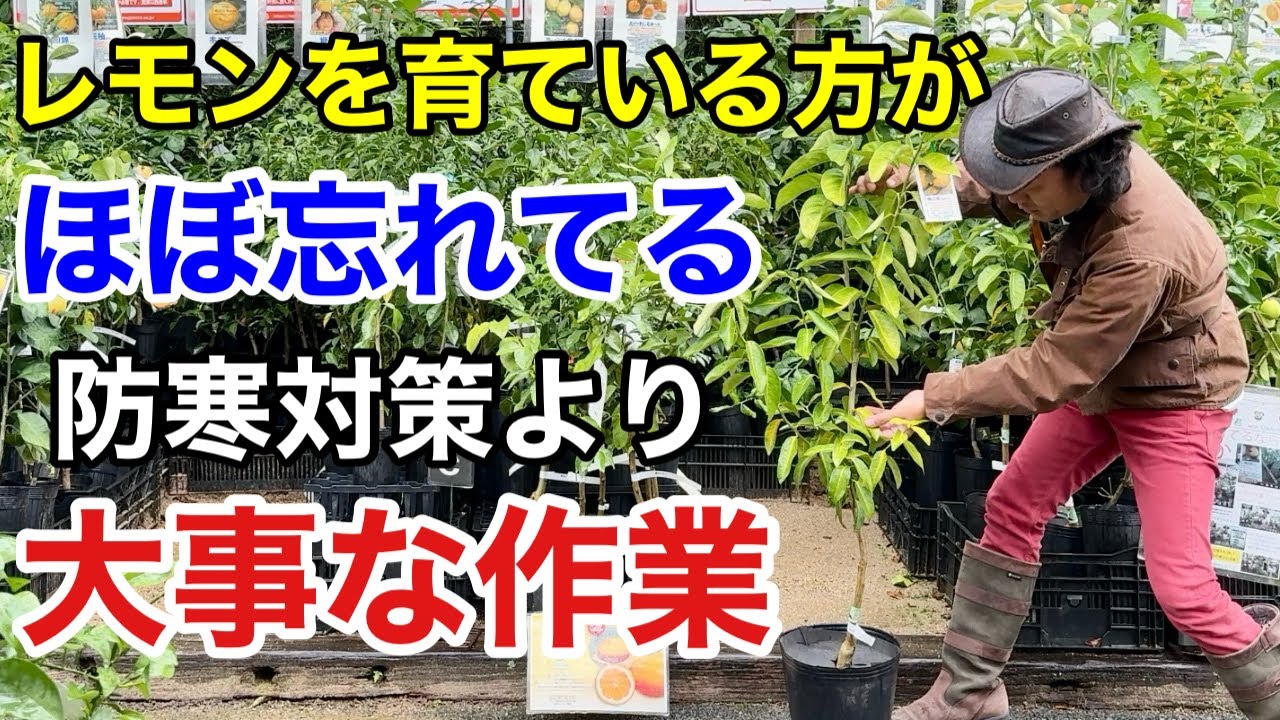 【来年実がつく】レモン栽培で今すぐやるべき大事な作業。　　　　　　　【カーメン君】【園芸】【ガーデニング】【初心者】