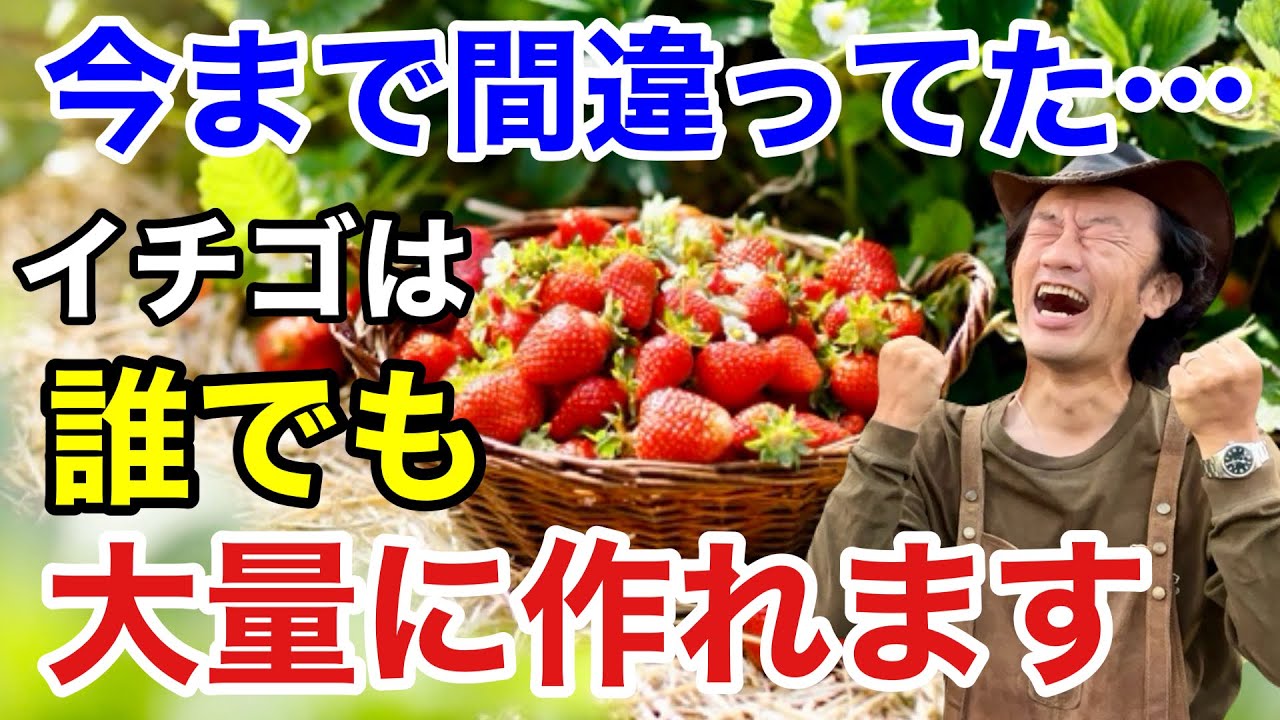 【目からウロコ】自宅で大量にイチゴを育てる方法教えます　　　【カーメン君】【園芸】【ガーデニング】【初心者】