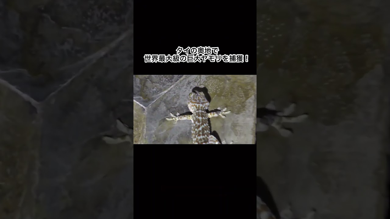 タイの奥地で世界最大級の巨大ヤモリを捕獲！ #shorts