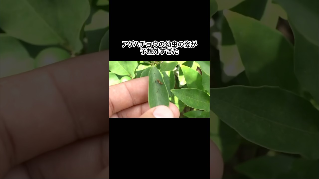 アゲハチョウの幼虫の姿が予想外すぎた　#shorts