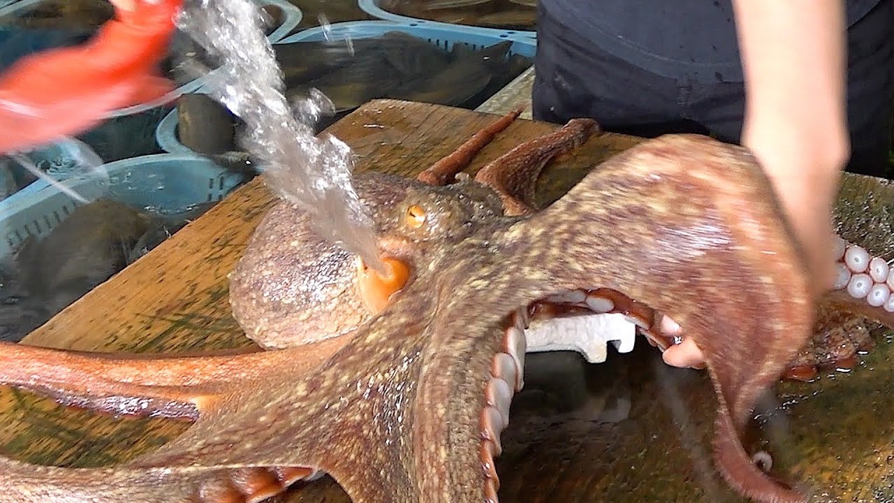 ありえないサイズのマダコで見たこともない料理作ってみた！