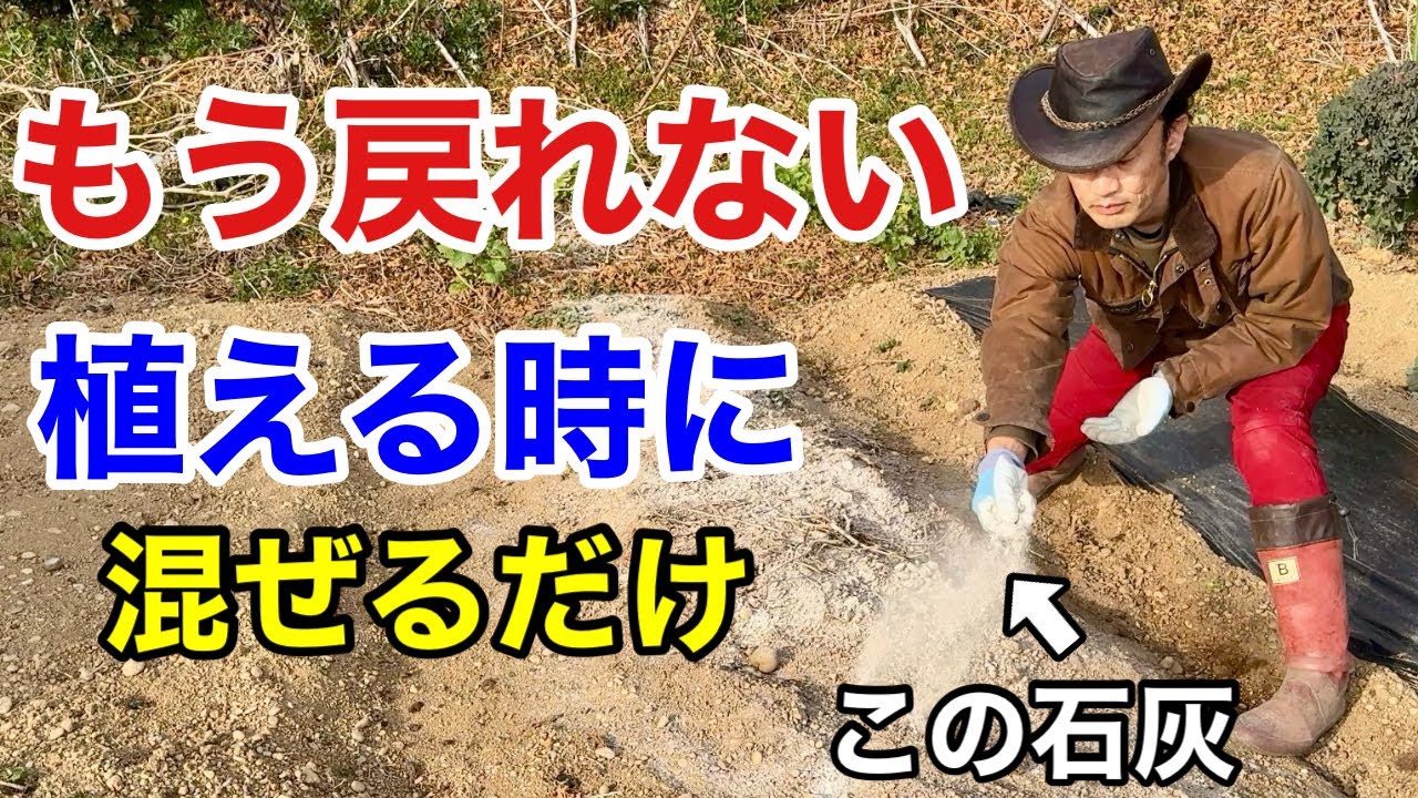 【目からウロコ】あなたが知らない石灰の本当の効果　【カーメン君】【園芸】【ガーデニング】【初心者】