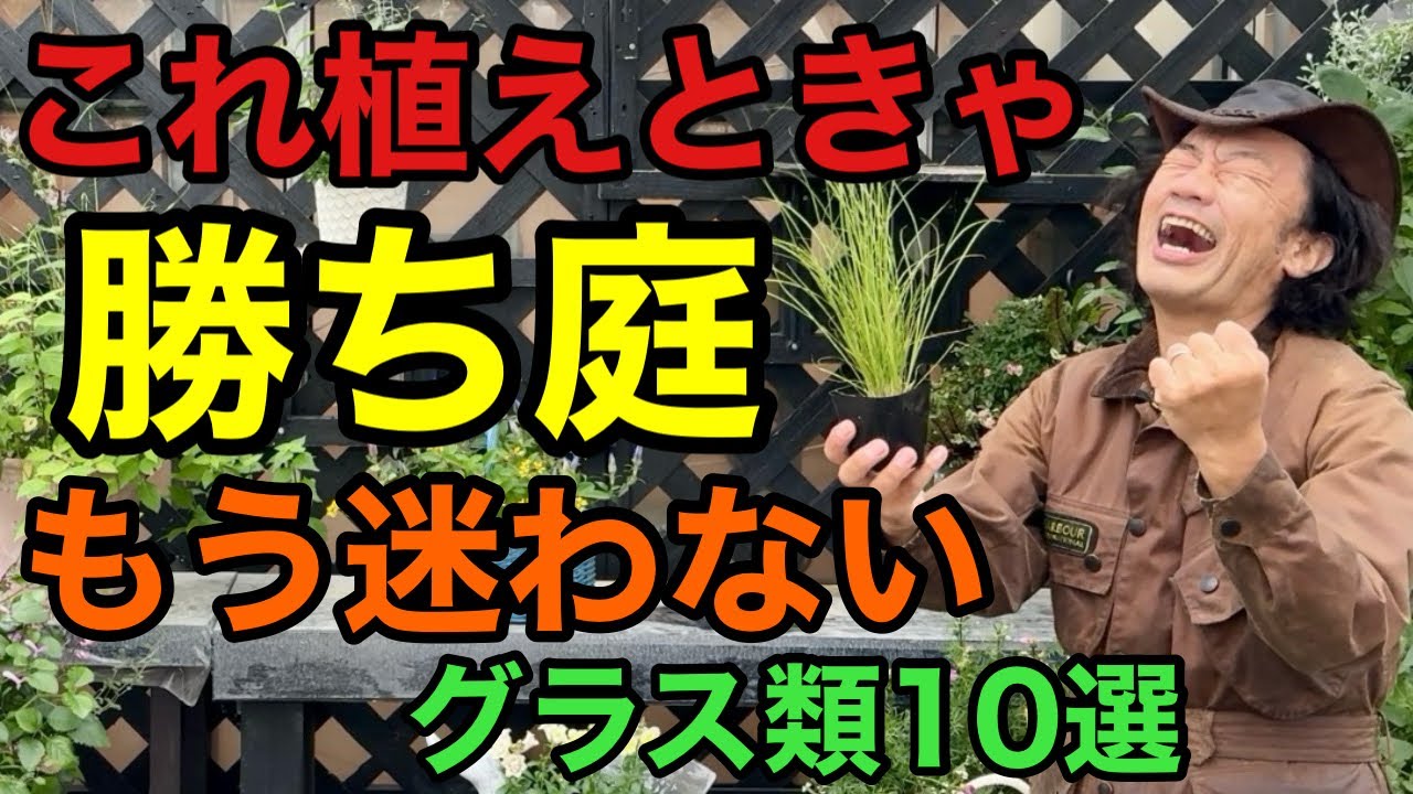 【ワンランク上がる】騙されたと思ってこの草を植えてみて下さい　お庭が激変します　　【カーメン君】【園芸】【ガーデニング】【初心者】
