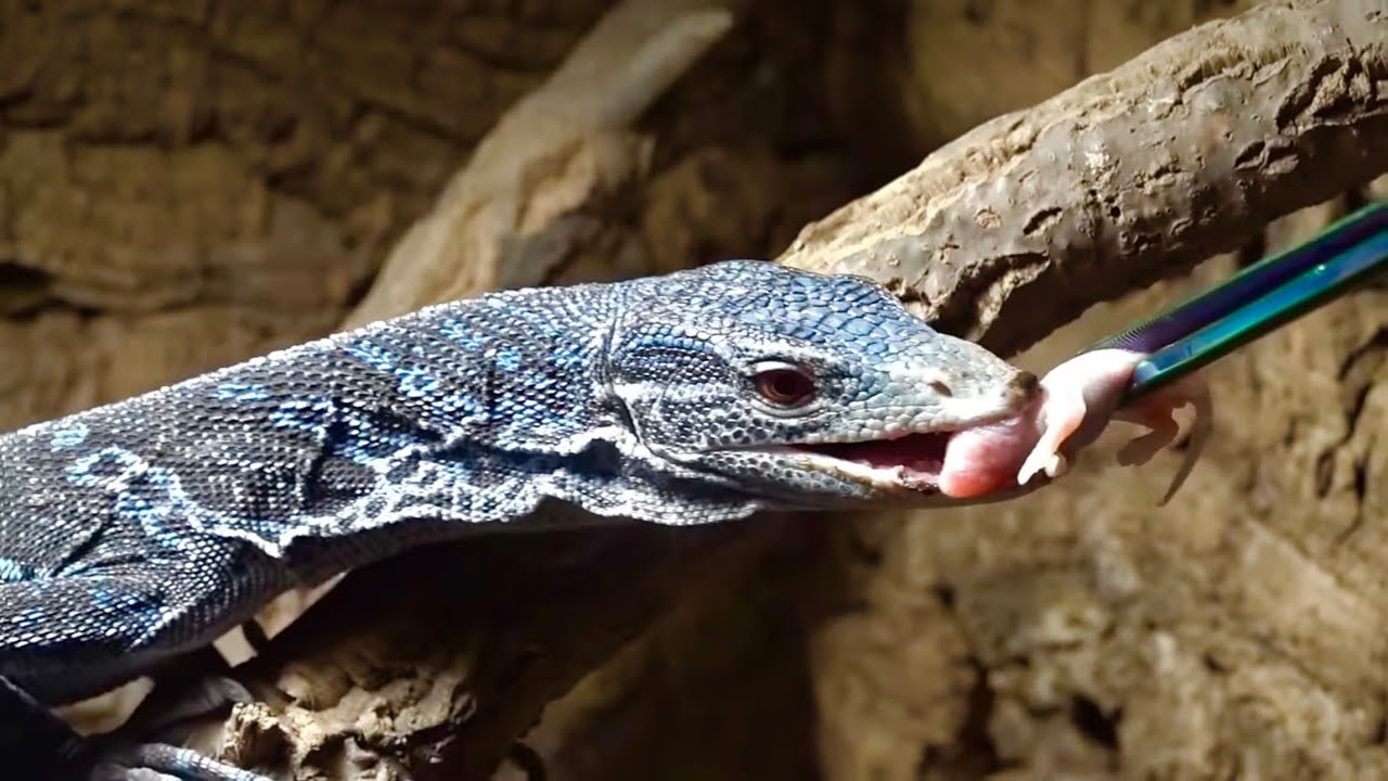 青いオオトカゲ"コバルトツリーモニター"に初めて餌を与えてみた結果・・・