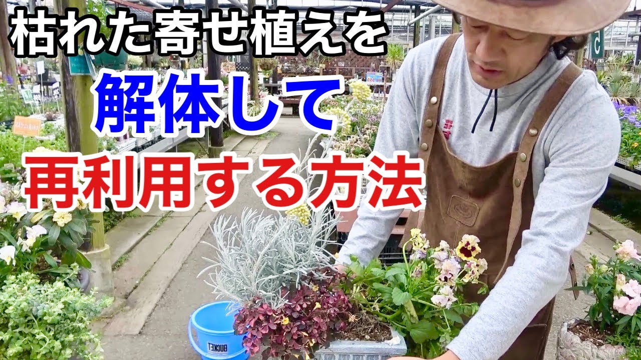 【せこいテクニック】一部が枯れたらこれが正解　　　　　【カーメン君】【ガーデニング】【園芸】【初心者】