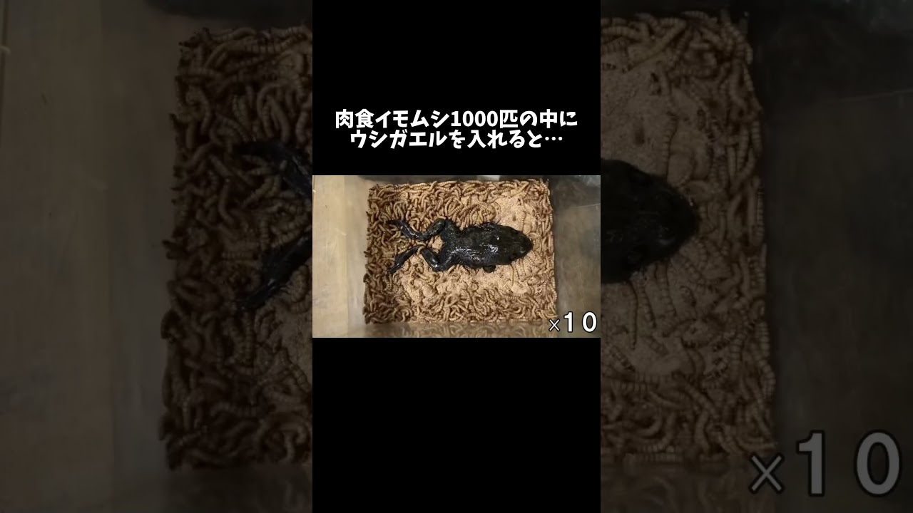 肉食イモムシ1000匹の中にウシガエルを入れると… #shorts