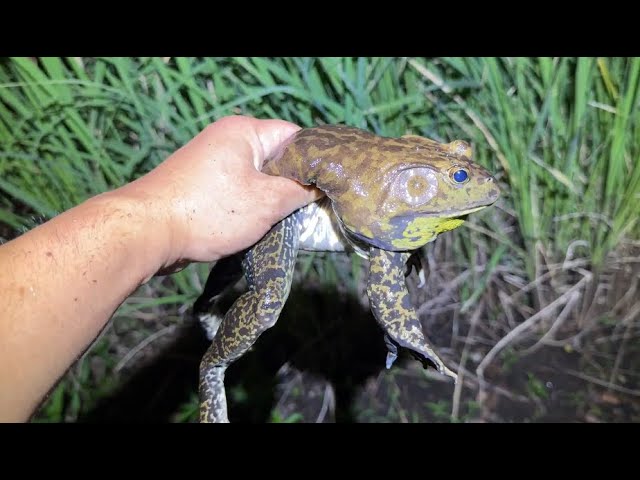 巨大なウシガエルをポンポン捕まえる方法を教えます